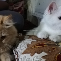 persian-kittens-persian-cats-karachi-6