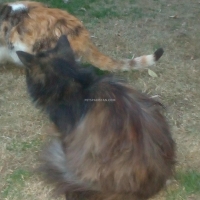 female-persian-punch-face-cat-persian-cats-peshawar