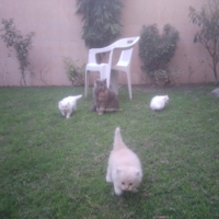 persian-kittens-persian-cats-lahore-2