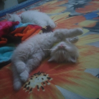 persian-kittens-persian-cats-lahore-3