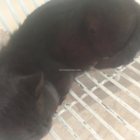 hybrid-male-cat--peshawar