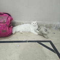 fluufy-persian-cats-karachi