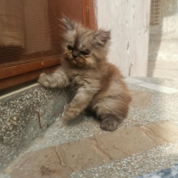 ex-punch-face-persian-cats-lahore-2
