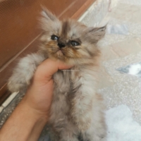 ex-punch-face-persian-cats-lahore-3