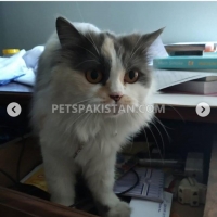 fertile-female-persian-cat-persian-cats-islamabad-2