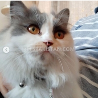 fertile-female-persian-cat-persian-cats-islamabad-3