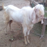 bakra-for-sale--jalalpur-pirwala