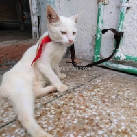 white-persian-cat-persian-cats-sheikhupura-5