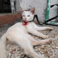 white-persian-cat-persian-cats-sheikhupura-2