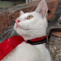 white-persian-cat-persian-cats-sheikhupura-3