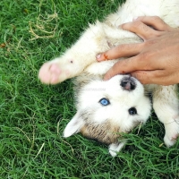siberian-husky-pedigree-puppies-other-islamabad-5
