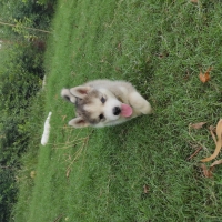 siberian-husky-pedigree-puppies-other-islamabad-6