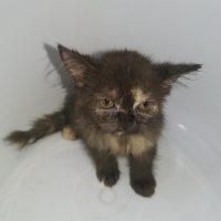 ex-punch-face-persian-cats-lahore-4