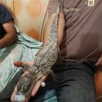 crocodiles-for-sale-crocodile-karachi-2