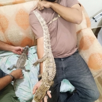crocodiles-for-sale-crocodile-karachi