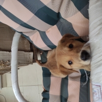 golden-puppy-labrador-pariah-cross-labrador-retriever-islamabad-6