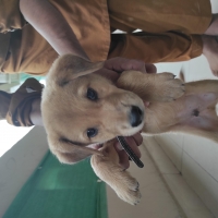 golden-puppy-labrador-pariah-cross-labrador-retriever-islamabad-4