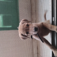 golden-puppy-labrador-pariah-cross-labrador-retriever-islamabad-5