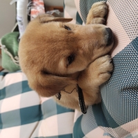 golden-puppy-labrador-pariah-cross-labrador-retriever-islamabad-3