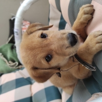 golden-puppy-labrador-pariah-cross-labrador-retriever-islamabad-2