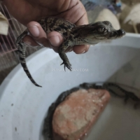 crocodiles-for-sale-crocodile-karachi