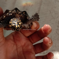 indian-spotted-turtle-s-tortoises-karachi