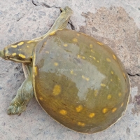 turtle-for-sale-cheap-price-tortoises-lahore