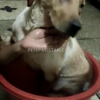 labrador-bitch-golden-16-months-labrador-retriever-lahore-cant-2