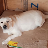 labrador-female-pedigree-pup-labrador-retriever-rawalpindi-cantt-5