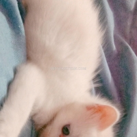 kitten-for-sale-turkish-angora-persian-persian-cats-karachi-1