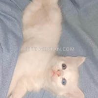 kitten-for-sale-turkish-angora-persian-persian-cats-karachi-2
