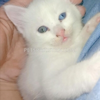 kitten-for-sale-turkish-angora-persian-persian-cats-karachi-4