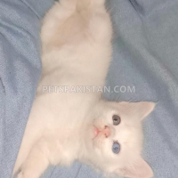 kitten-for-sale-turkish-angora-persian-persian-cats-karachi-3