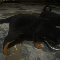 rottweiller-male-puppies-rottweiler-lahore-4