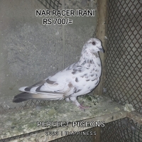 gola-pigeons-fighters--karachi-1