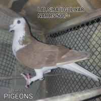gola-pigeons-fighters--karachi-4