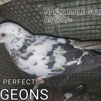 gola-pigeons-fighters--karachi-5