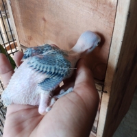 ringneck-breeder-pair-indian-ringneck-lahore-cant-4