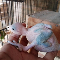 ringneck-breeder-pair-indian-ringneck-lahore-cant-5