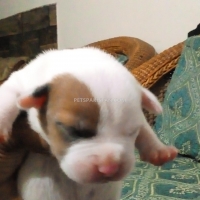 puppy-available-for-sale-american-pitbull-karachi-4