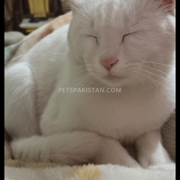 persian-cat-available-for-free-persian-cats-multan-2