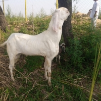 qurbani-k-3-bakray-sheep-kharian-3