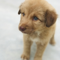 golden-retriever-puppy-golden-retriever-karachi-5