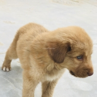 golden-retriever-puppy-golden-retriever-karachi-3