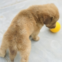 golden-retriever-puppy-golden-retriever-karachi-2