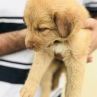 golden-retriever-puppy-golden-retriever-karachi-4