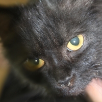 full-healthy-nd-playfull-persian-cats-karachi-5