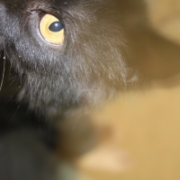 full-healthy-nd-playfull-persian-cats-karachi-4