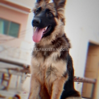 8-months-old-german-shepherd-for-sale-in-bahawalpur-german-shepherd-bahawalpur-5
