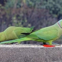 beautiful-indian-ringneck-tame-and-talktive-for-sale-indian-ringneck-phool-nagar-1